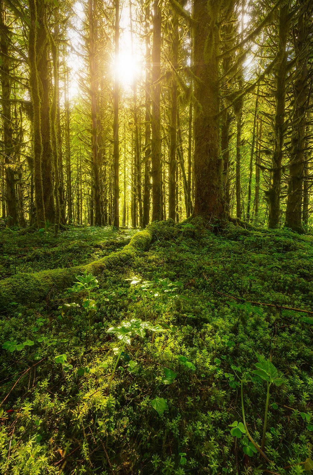 Forests - Gorges de la bienne
